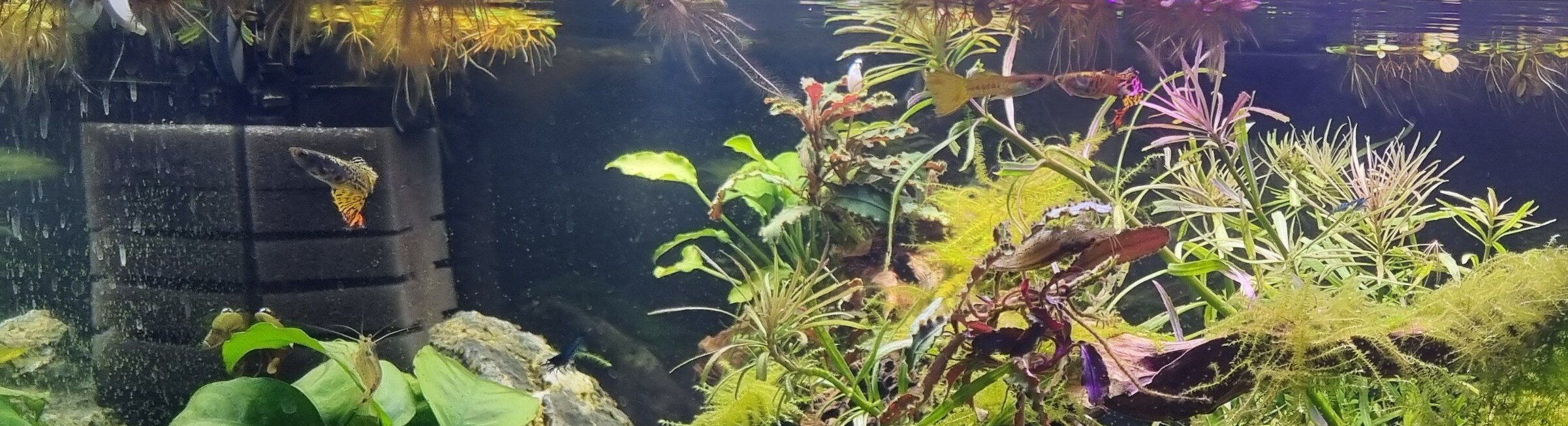 Akvarium med ett innerfilter