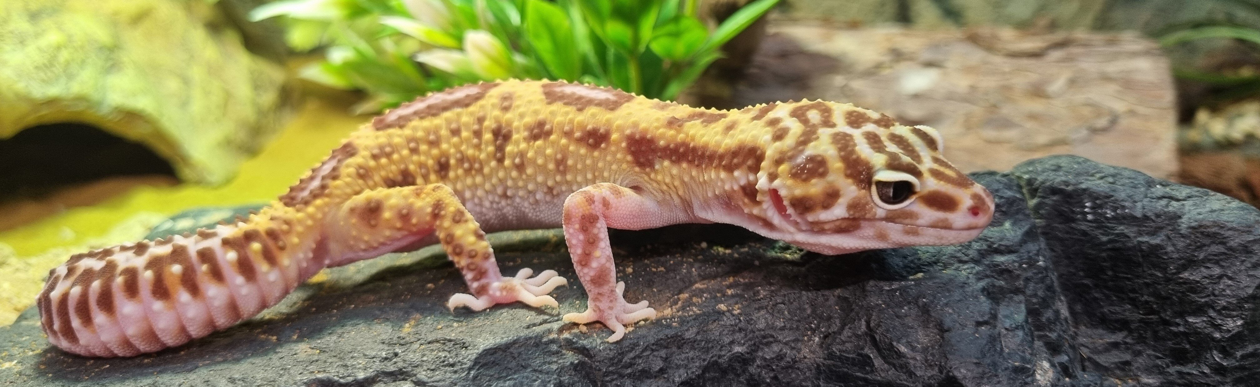 Leopardgecko på en sten
