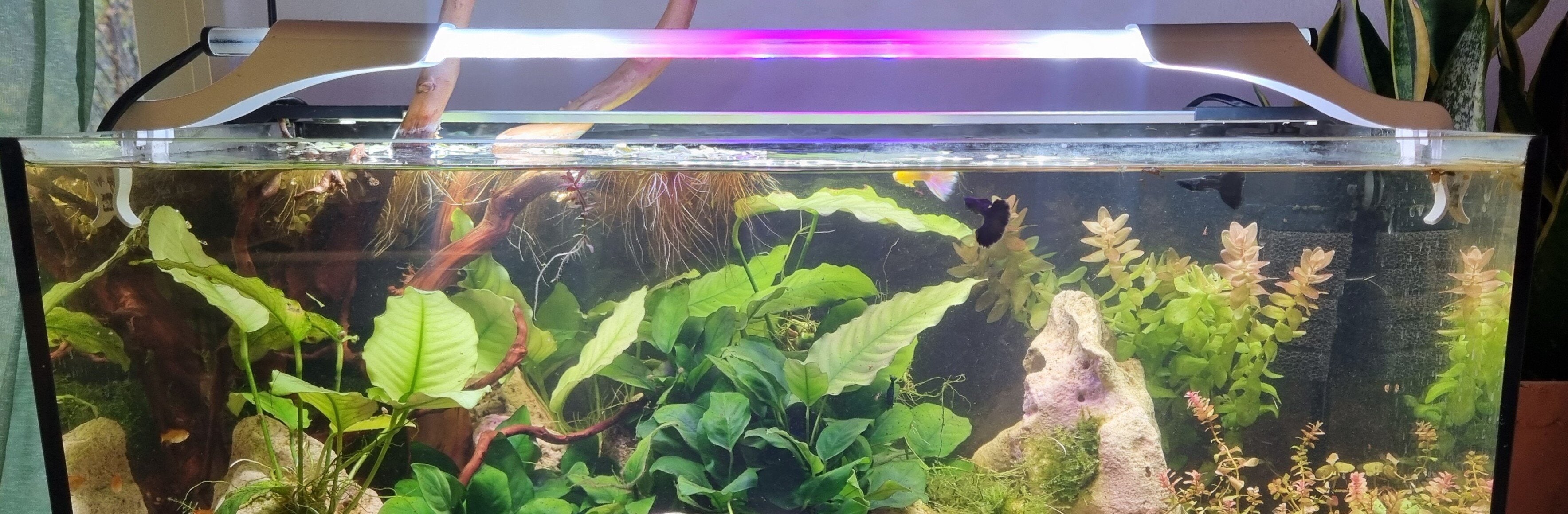 Akvarium med LED-lysrör