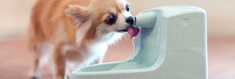 Chihuahua dricker ur en vattenfontän