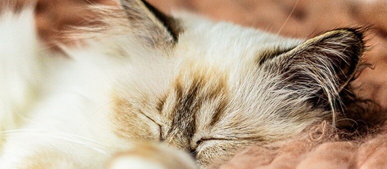 Skylt med texten "Be more lika a cat, sleep all day" och en sovande katt