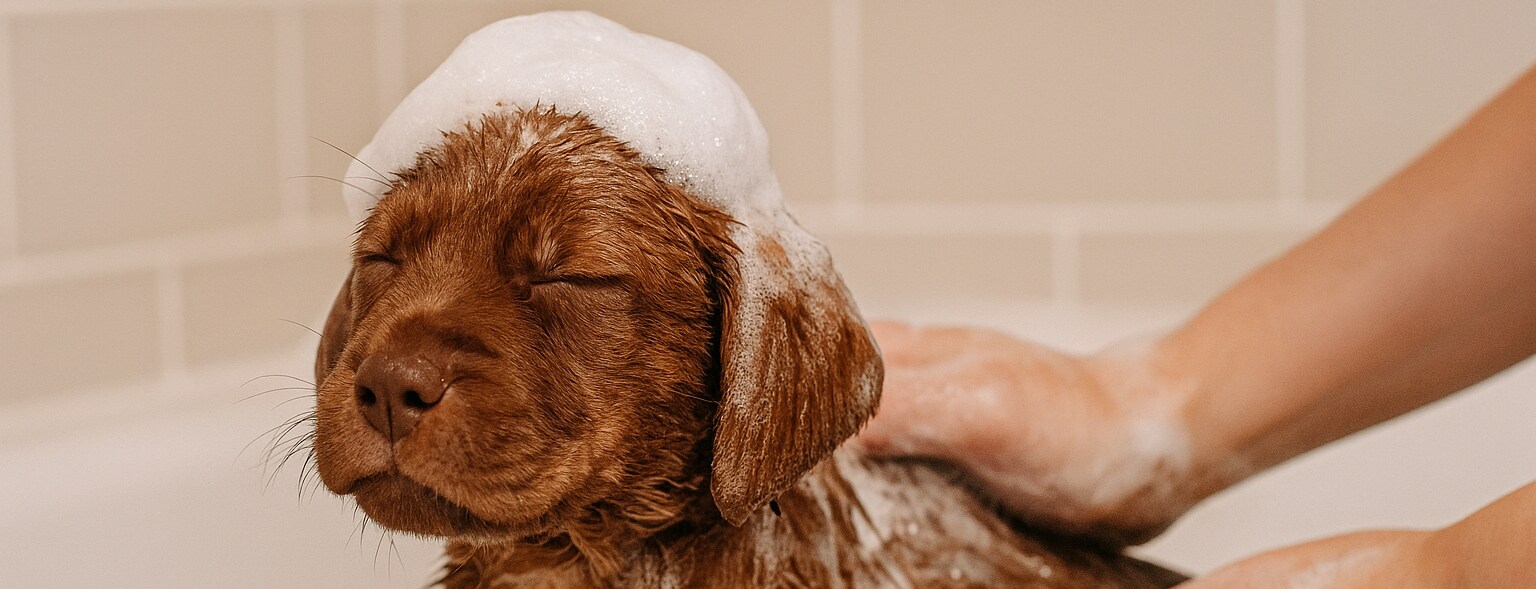 Valp njuter av att bli badad