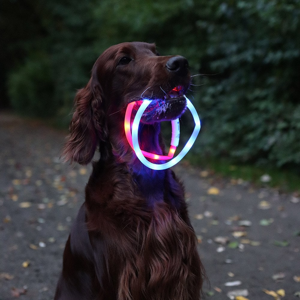 hund med två blinkhalsband i munnen