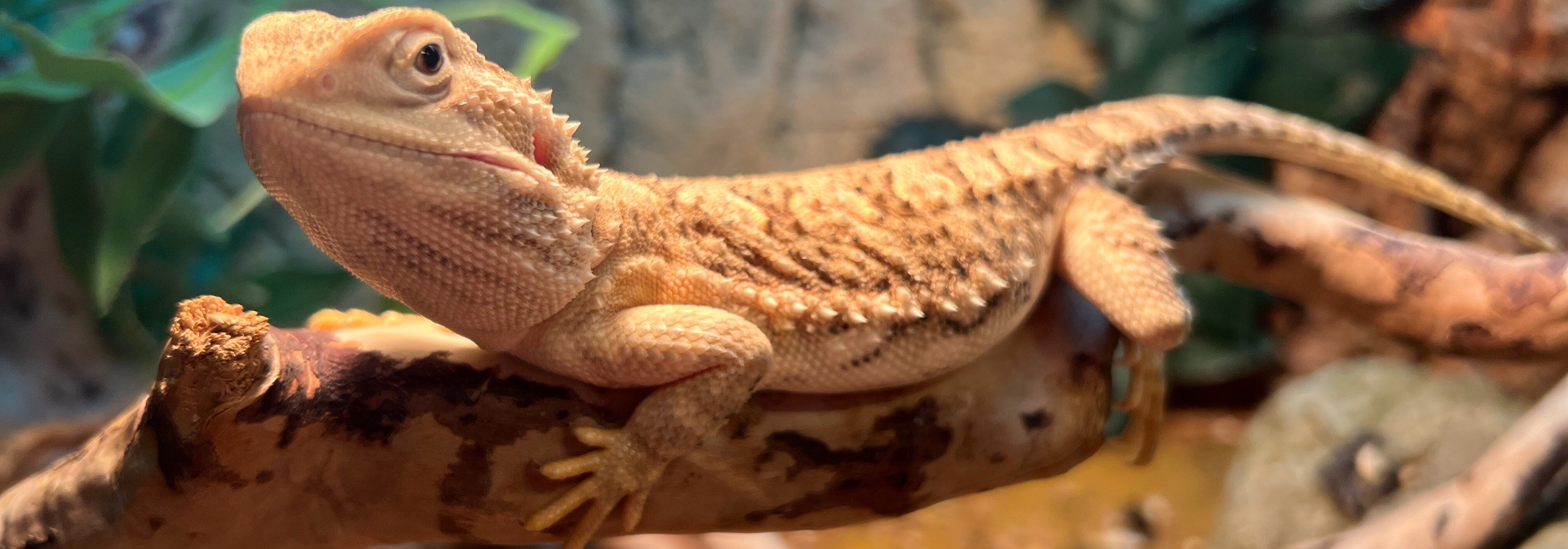 Skäggagam ligger på en pinne