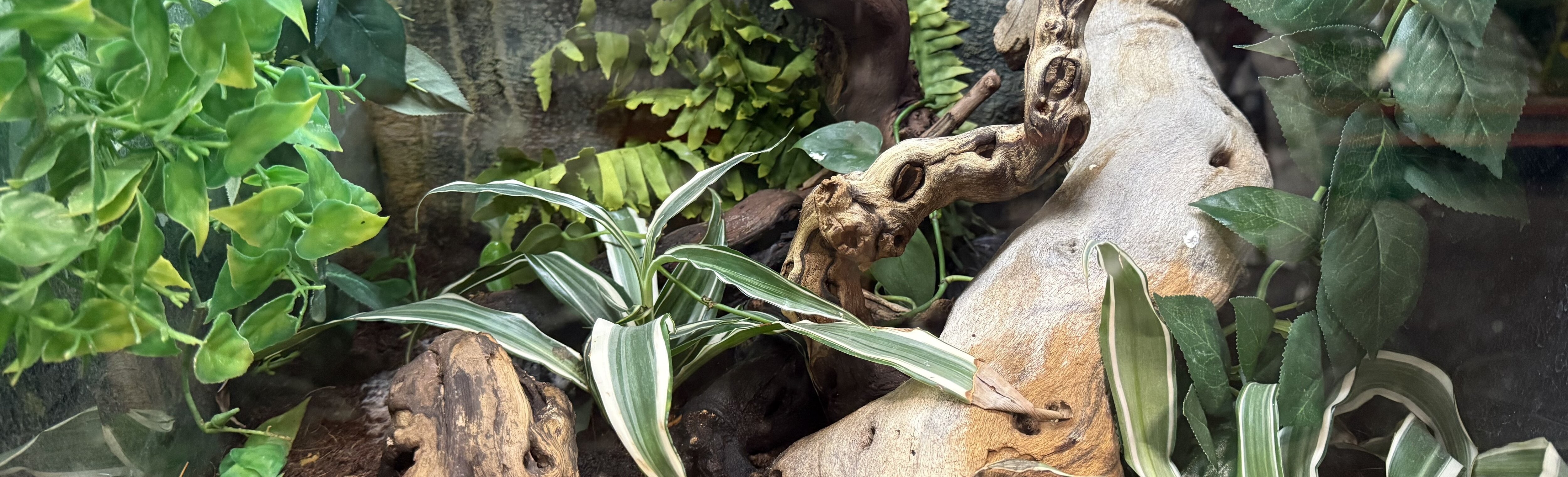 Mysigt inrett terrarium med växter och rötter