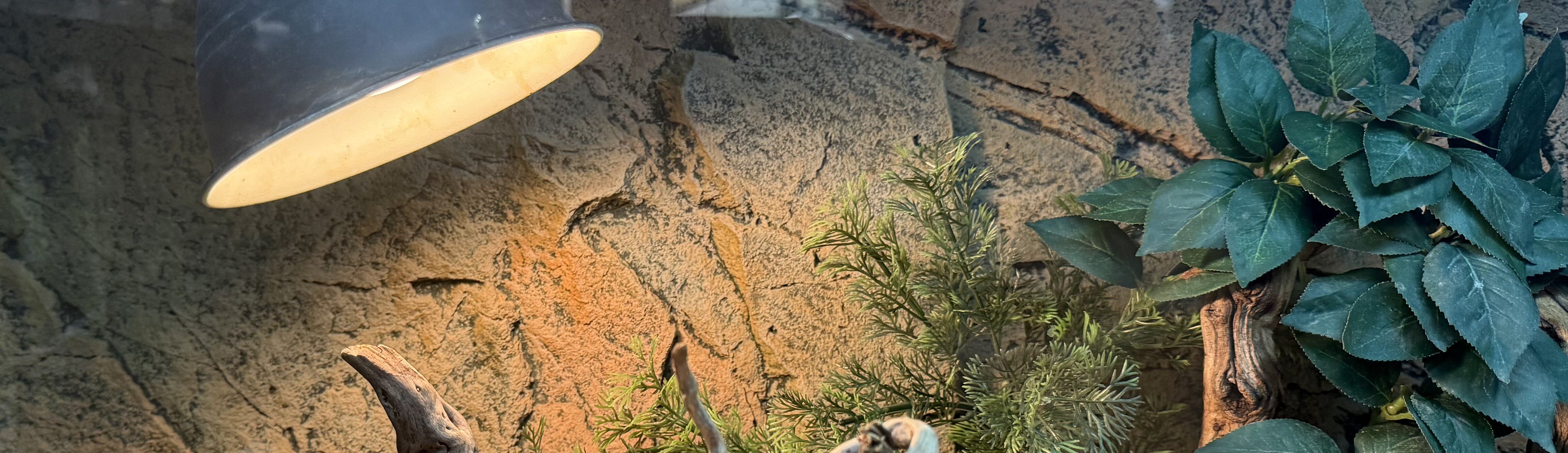 Terrarium med värmelampa