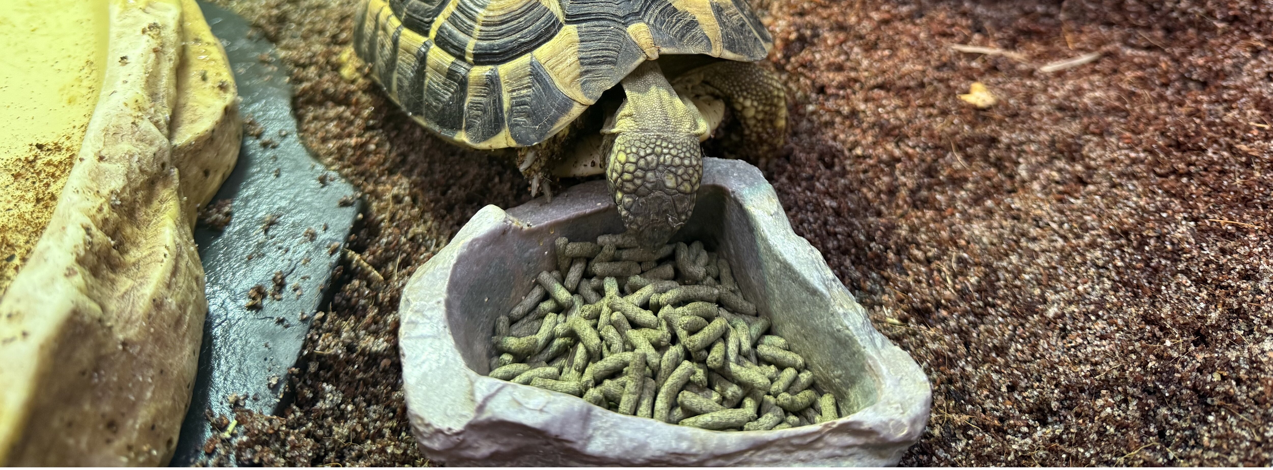 Sköldpadda äter pellets ur en stenformad skål