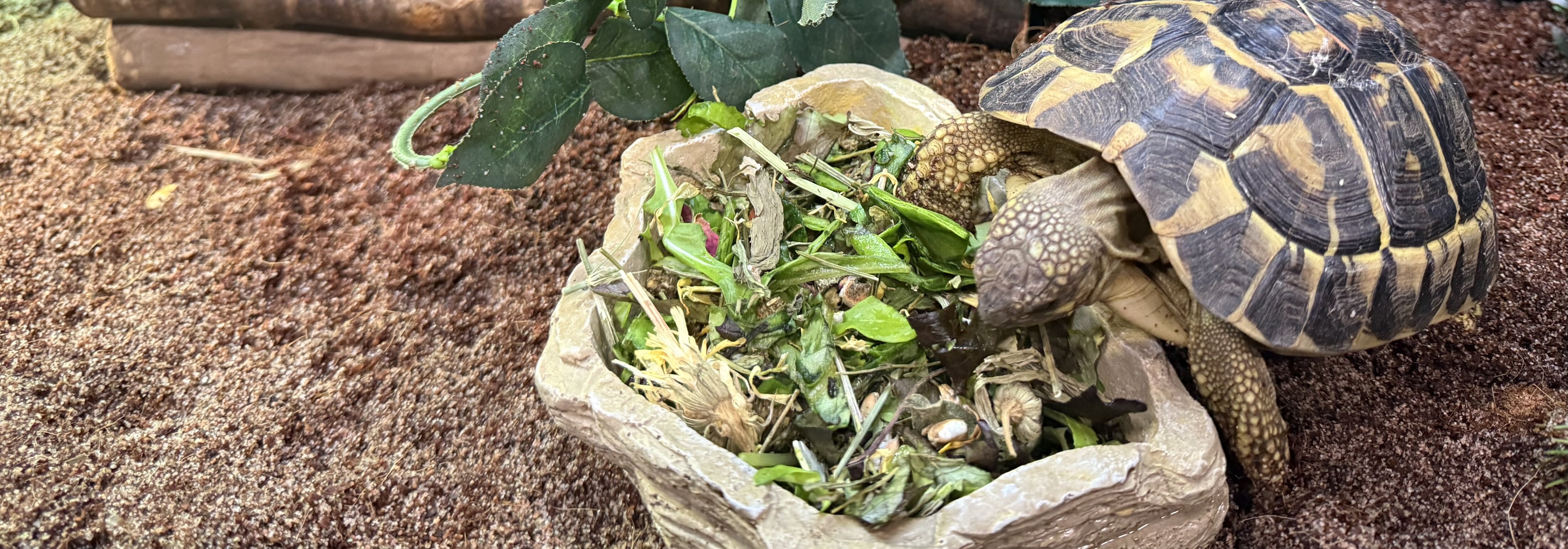 Sköldpadda äter sallad ur en stenformad skål