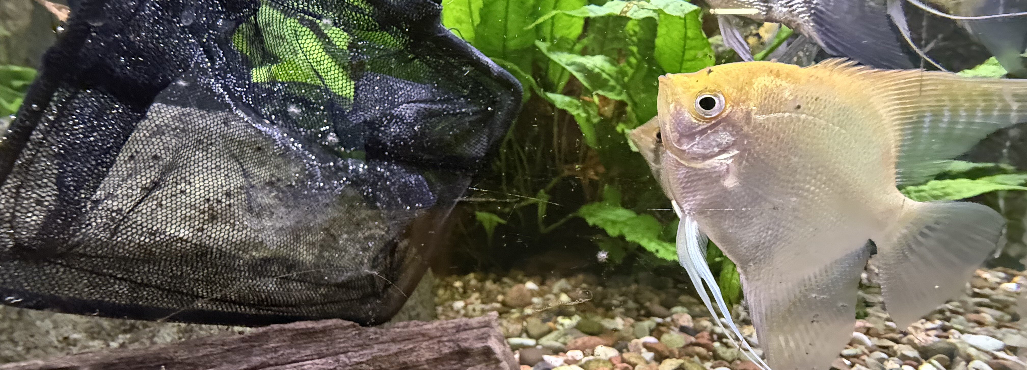 Akvariefiskar tittar på en håv i vattnet