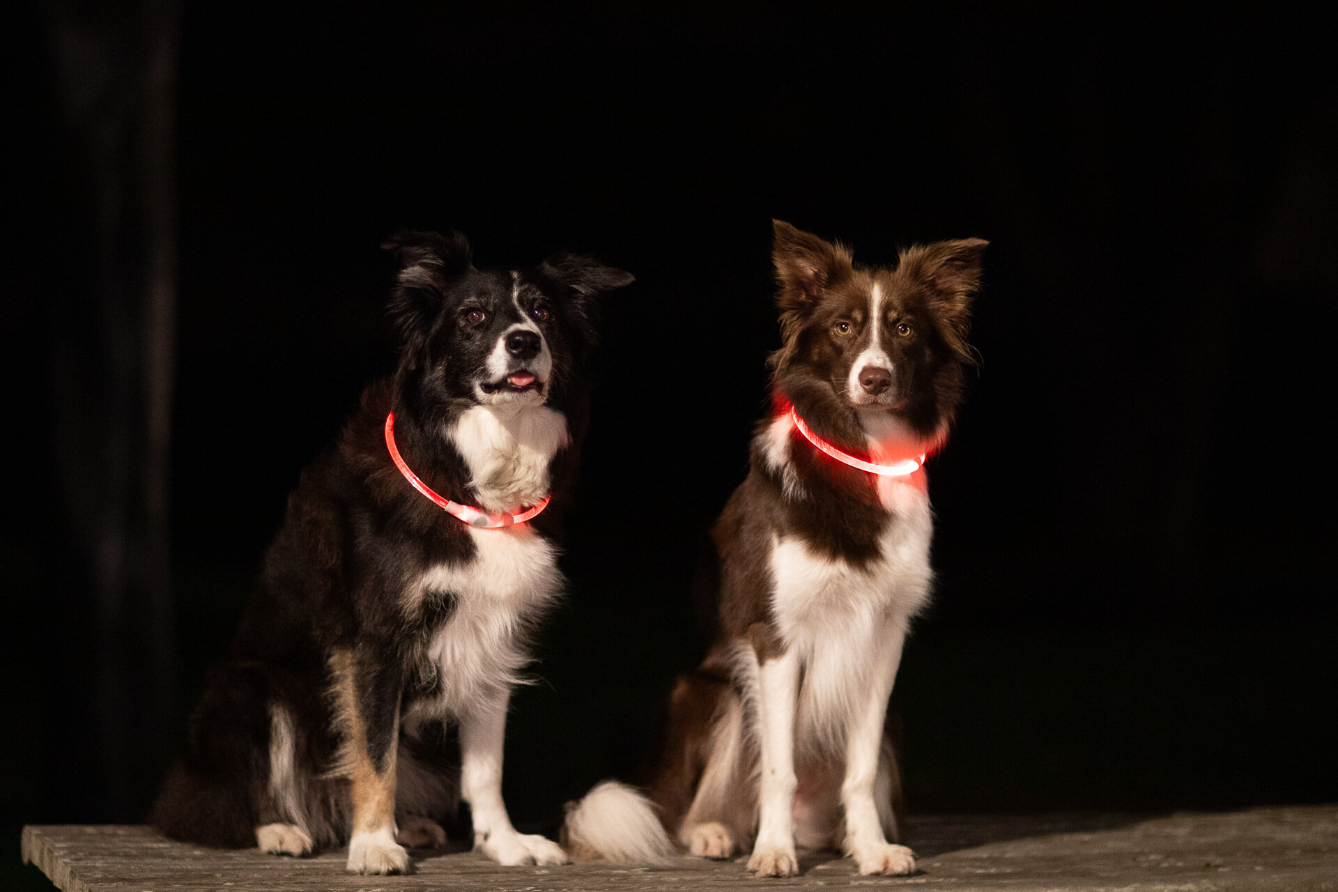 hund i mörker med blinkhalsband