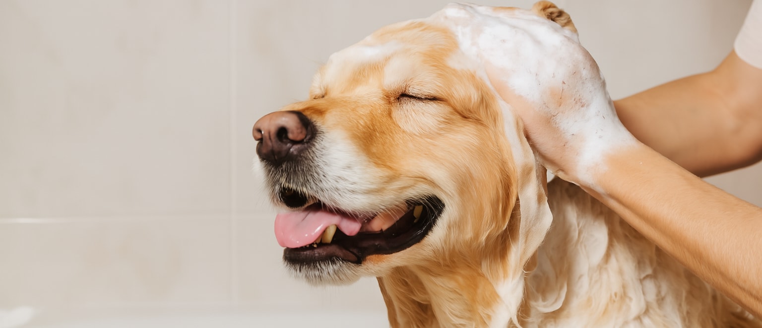 Hund njuter av att bli schamponerad