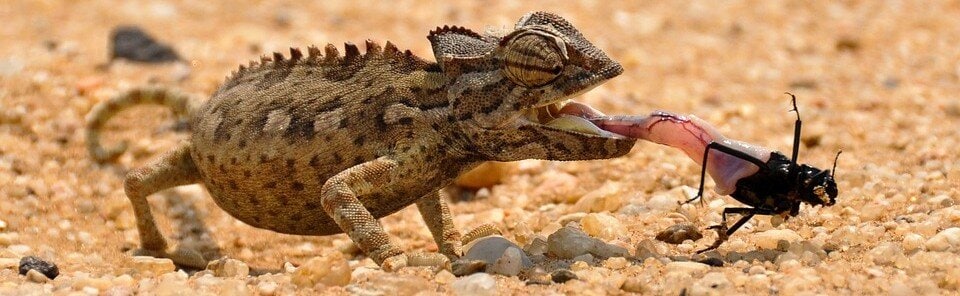 Reptil fångar levande foder