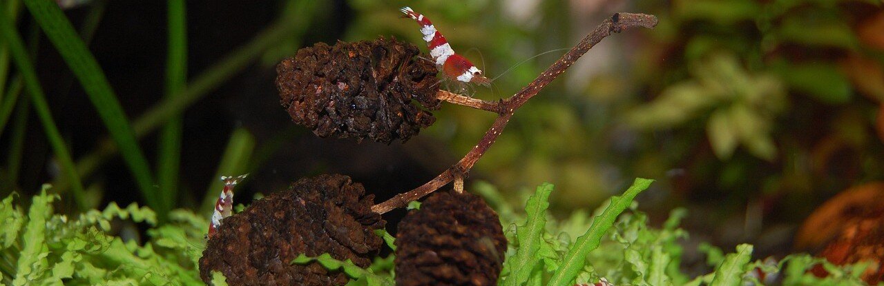 Räkor och alkottar i ett nanoakvarium