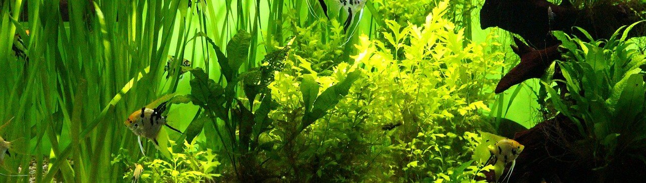Akvarium med mycket växter