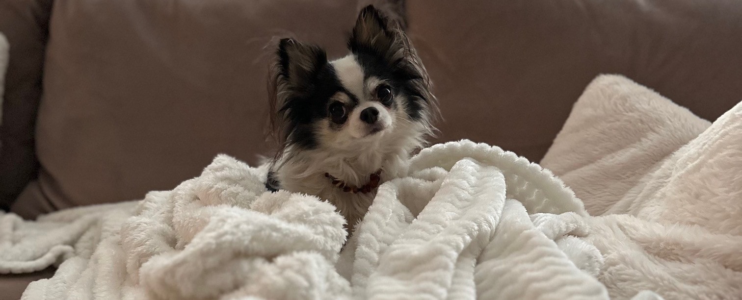 Hund myser på en vit mjuk filt