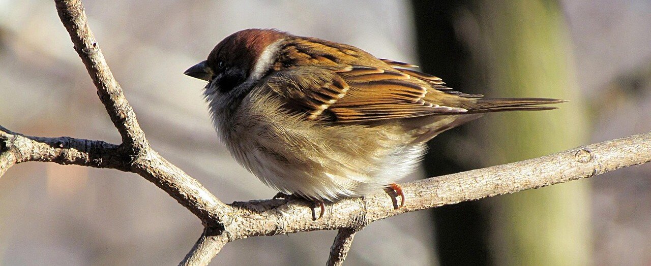 Sparv sitter på en gren