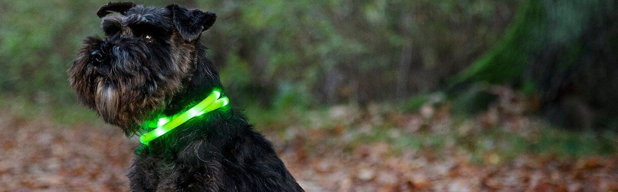 Hund med blinkhalsband