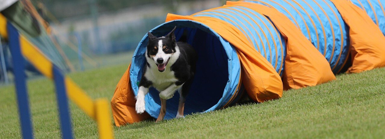Hund kommer ut ur en agilitytunnel