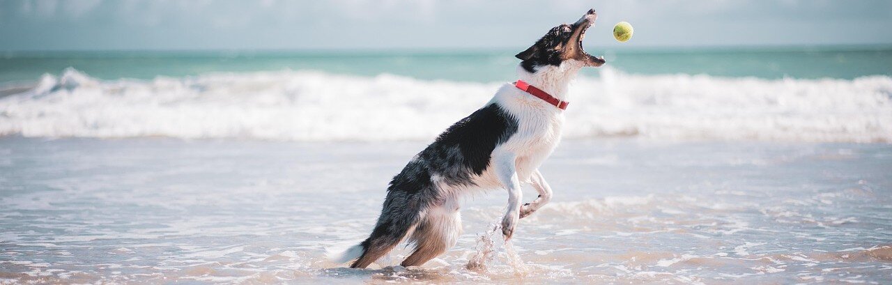 Hund hoppar efter en tennisboll