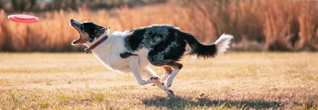 Hund jagar en frisbee