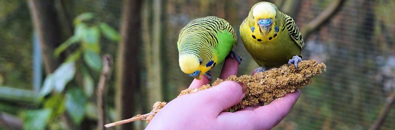 Två undulater äter hirs ur en hand