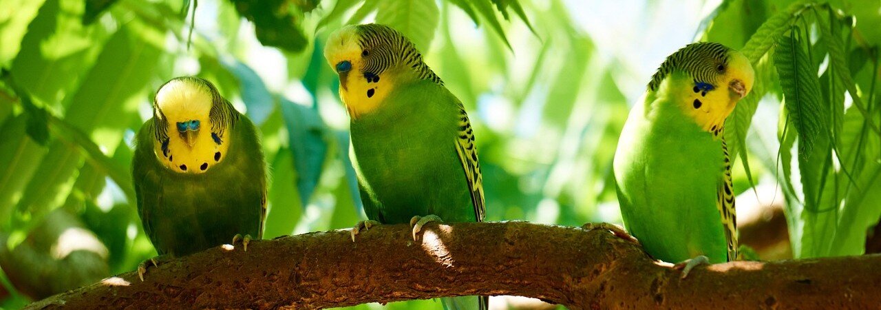 Tre undulater sitter på en gren