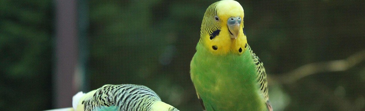 Undulater äter ur en hand