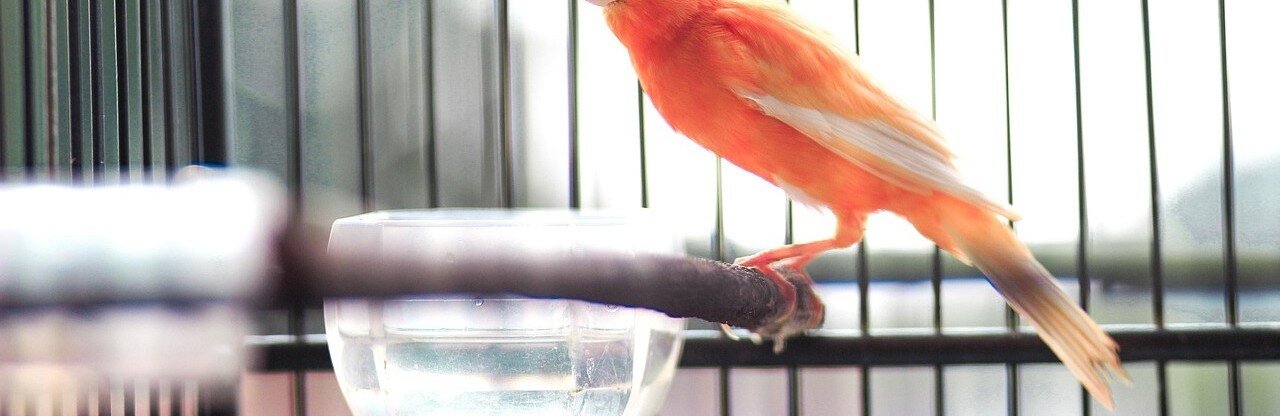 Fågel sitter vid en vattenskål