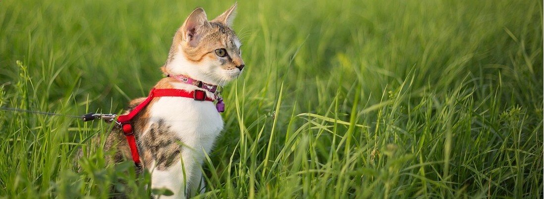 Katt i högt gräs iklädd ett rött sele