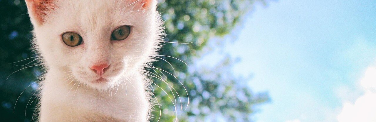 Katt under ett träd