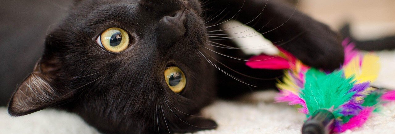 Katt leker med ett spö