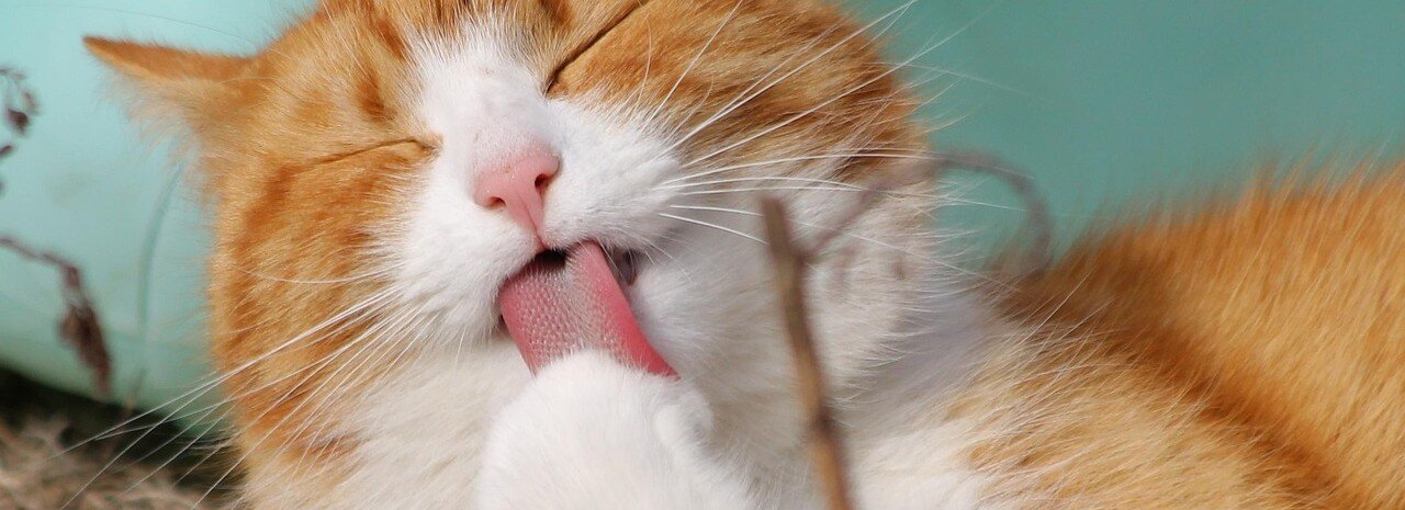 Katt slickar rent sin päls