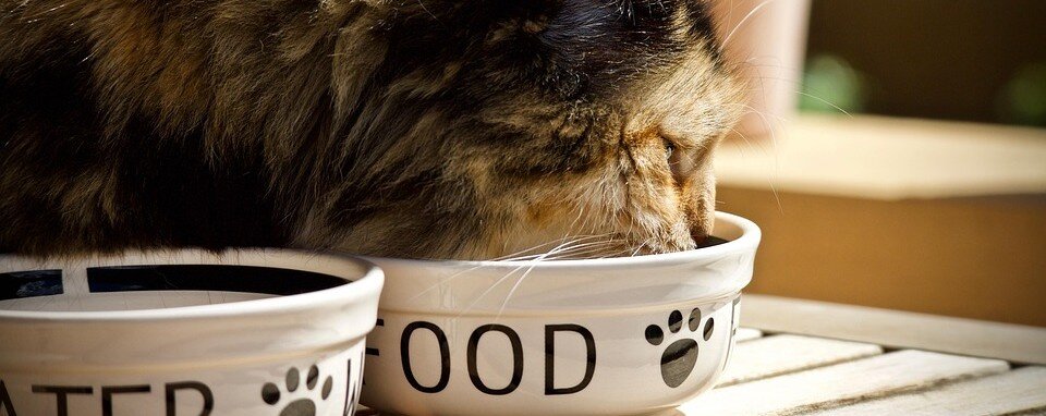 Katt äter ur en keramikskål