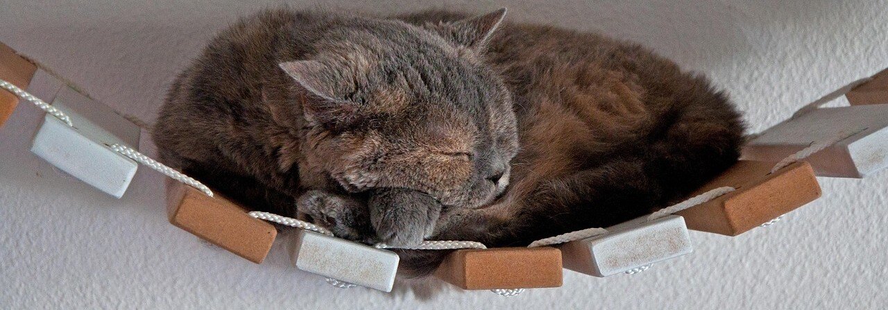 Katt ligger på en vägghängd bro