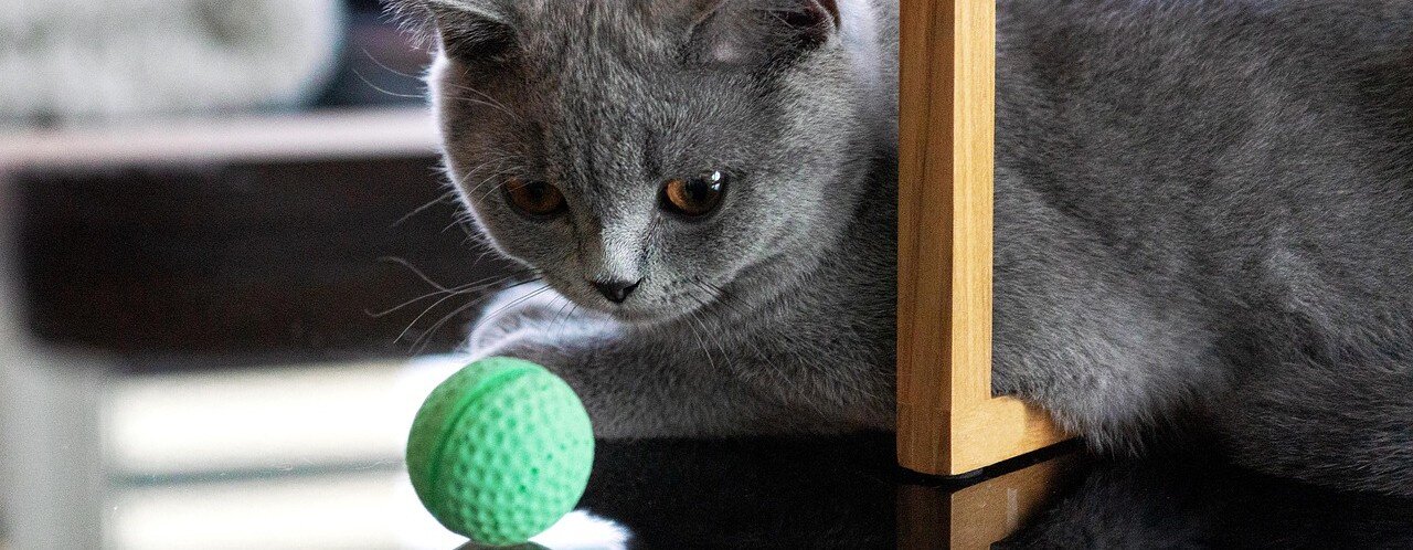 Katt leker med en skumgummiboll