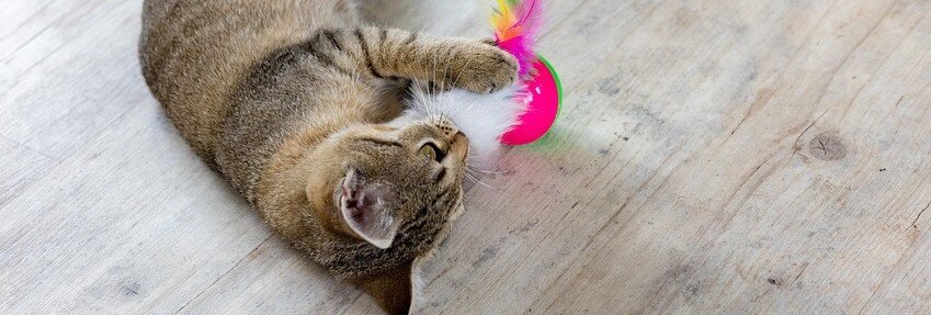 Katt leker med leksak
