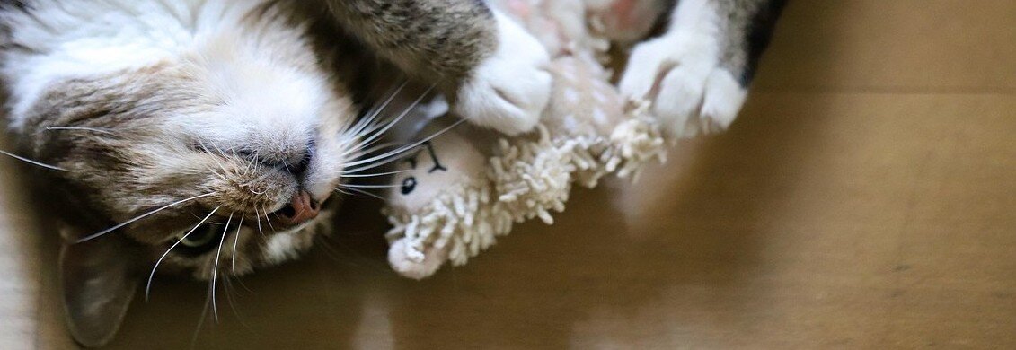 Katt leker med en mjuk kattleksak