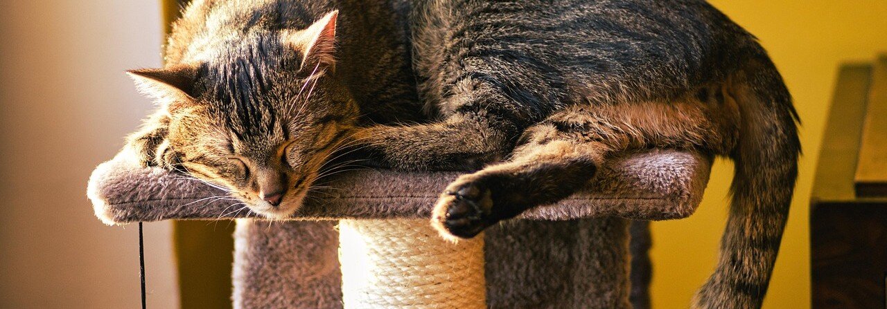 Katt ligger på en klösmöbel
