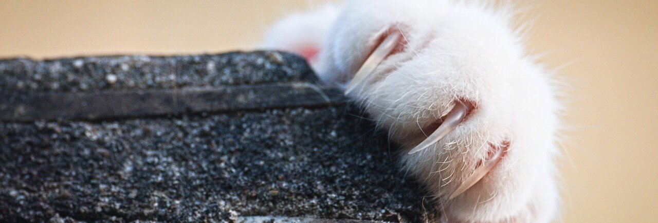 Katt-tass med långa klor