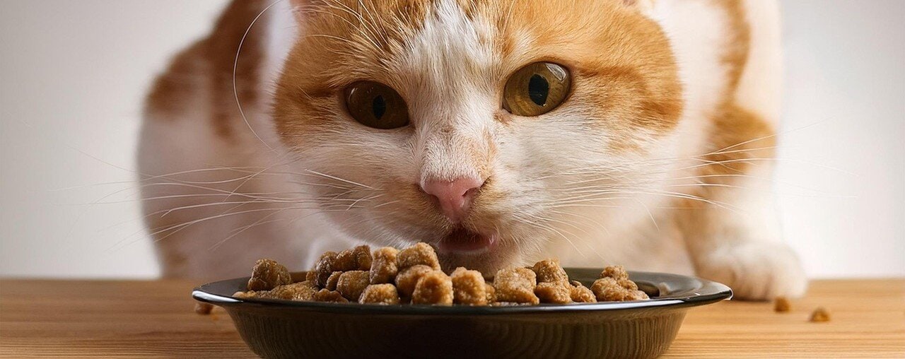 Katt äter torrfoder ur en låg skål