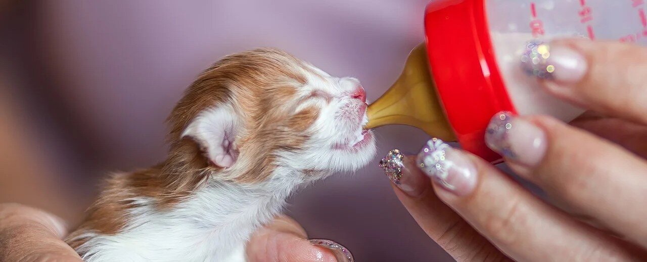 Kattunge dricker mjölkersättning ur en nappflaska