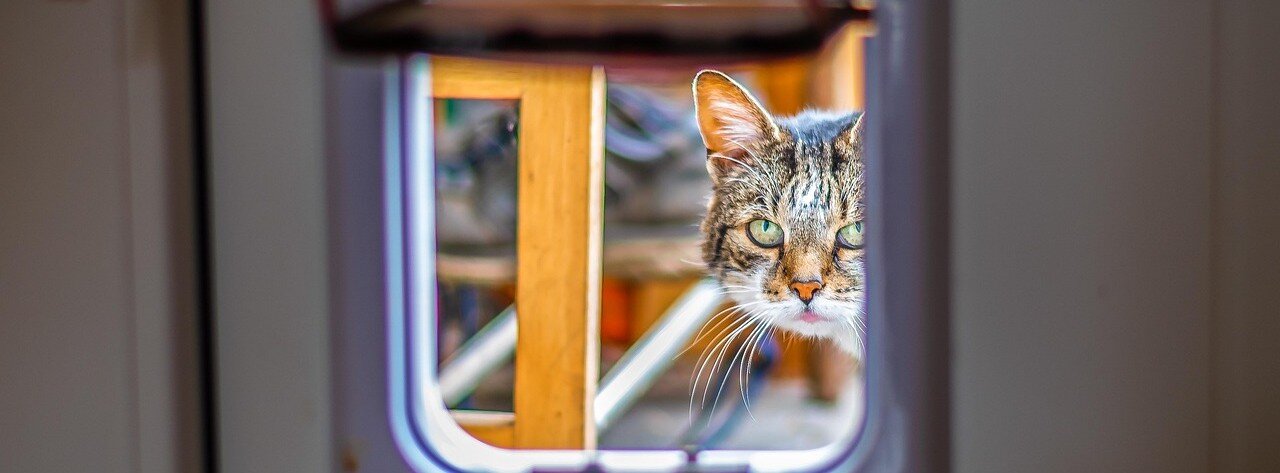 Katt tittar in genom en öppen kattlucka