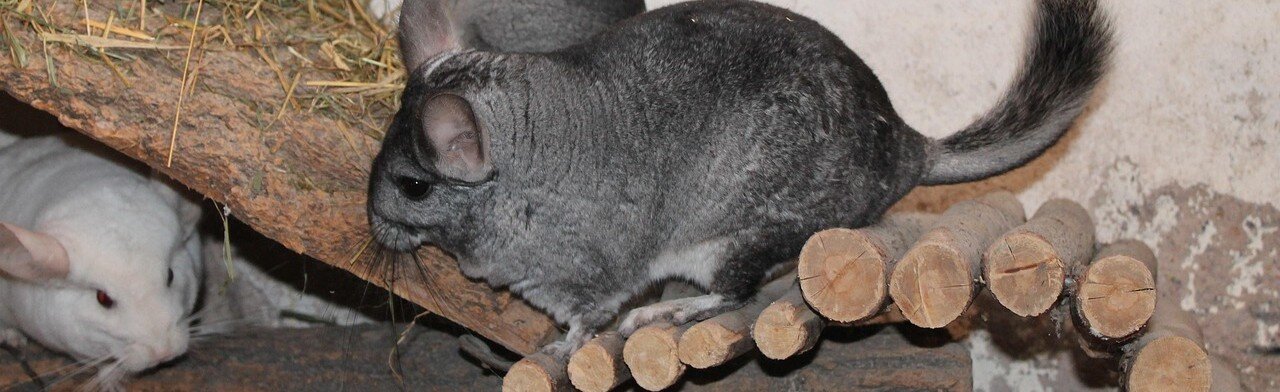 Chinchillor och träinredning