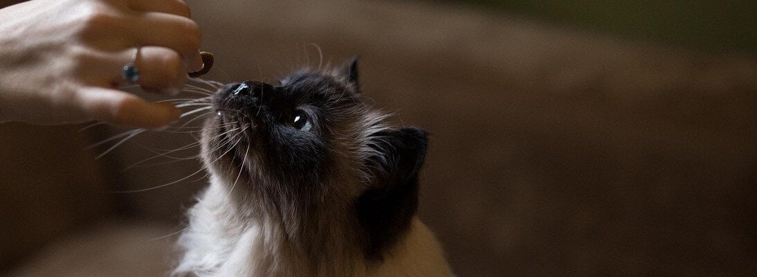 Katt luktar på en godis