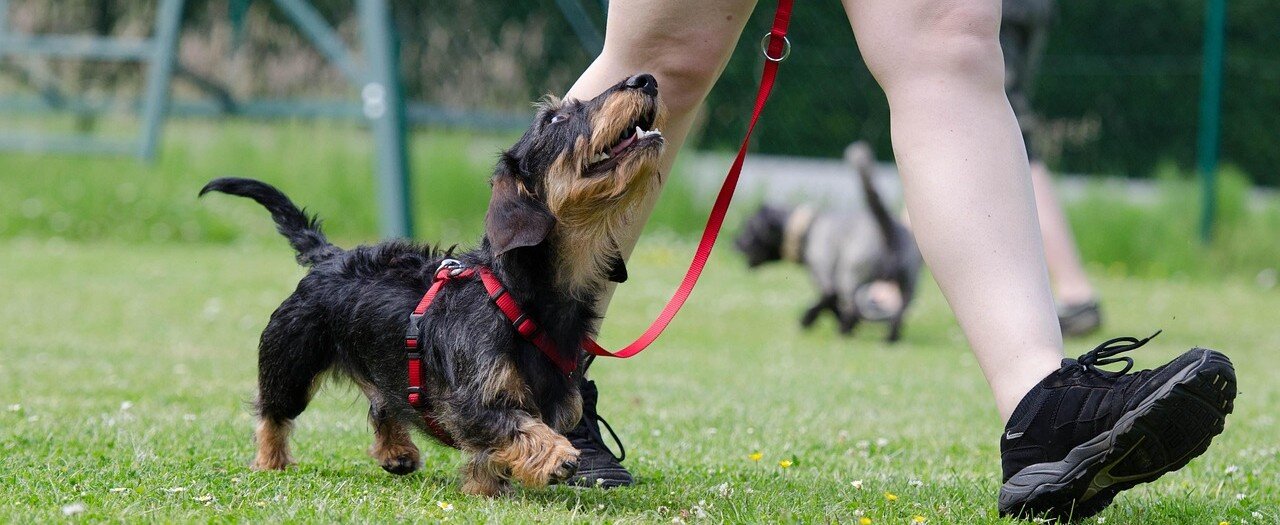 Hund tränar med sin ägare