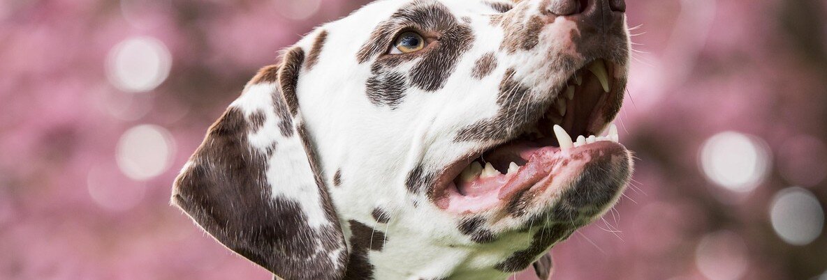 Dalmatiner med öppen mun visar sina fina tänder