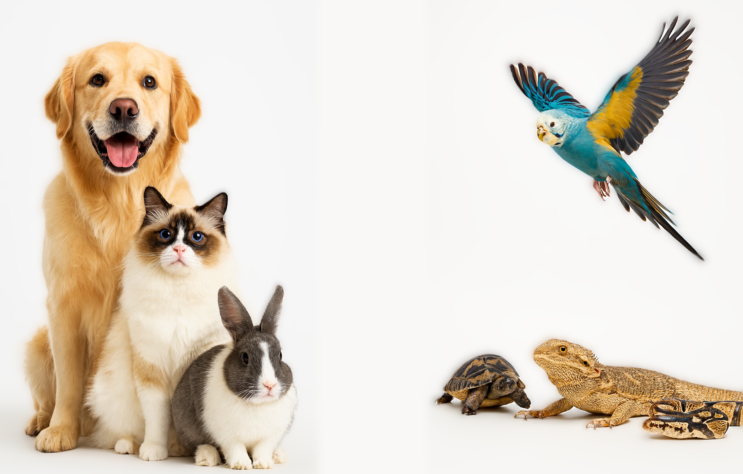 hund och katt med huvudet lutande mot en kant