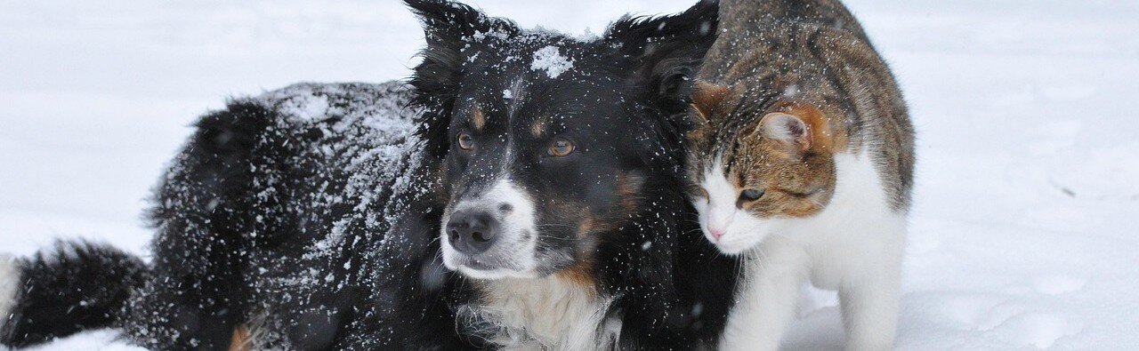 Hund och katt i snön