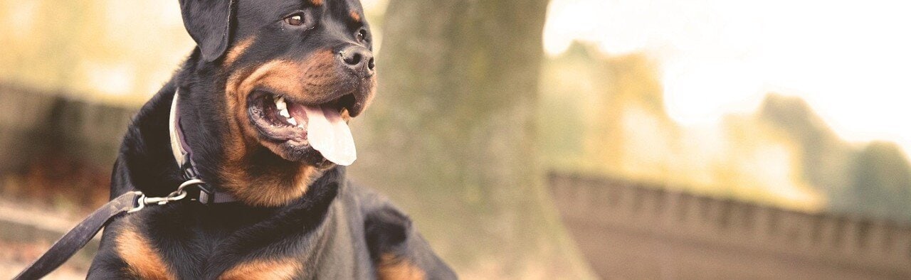 Rottweiler ligger på marken med ett läderkoppel