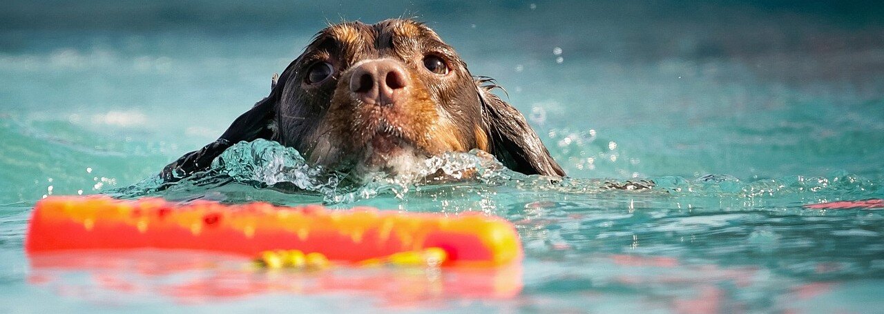 Hund simmar efter en flytande leksak